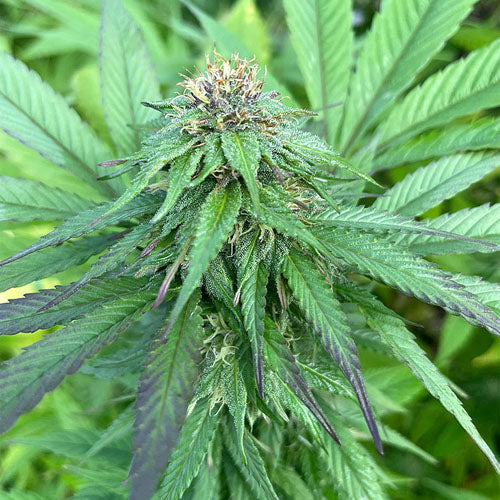 Barney Berry Cannabis Seeds