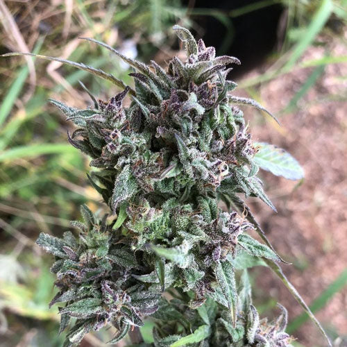 Berry Blue Cannabis Seeds