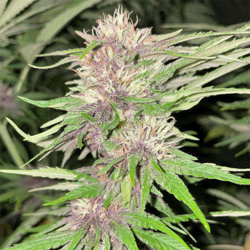 Thai Black Dog Cannabis Seeds