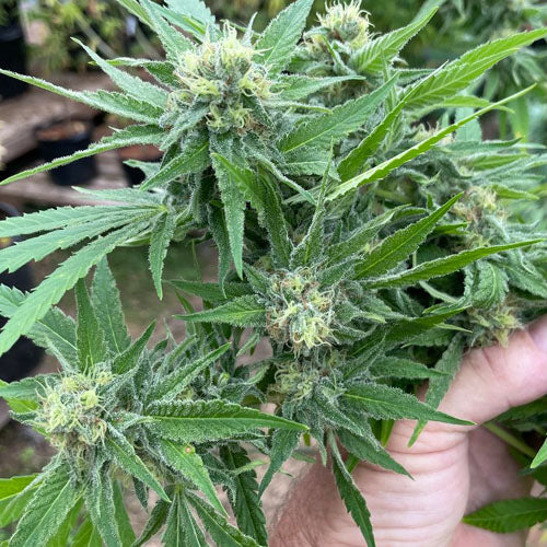 Dank Dream Cannabis Seeds