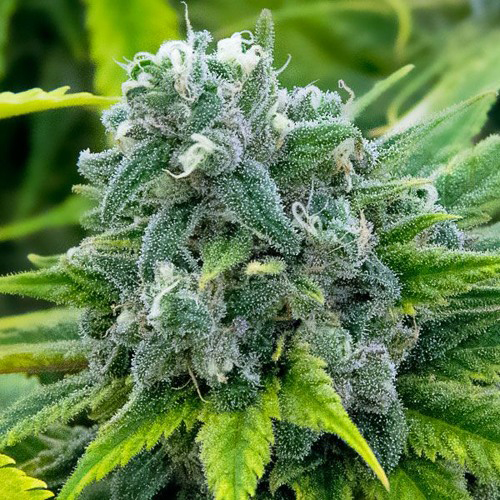 Island Lemon Cannabis Seeds
