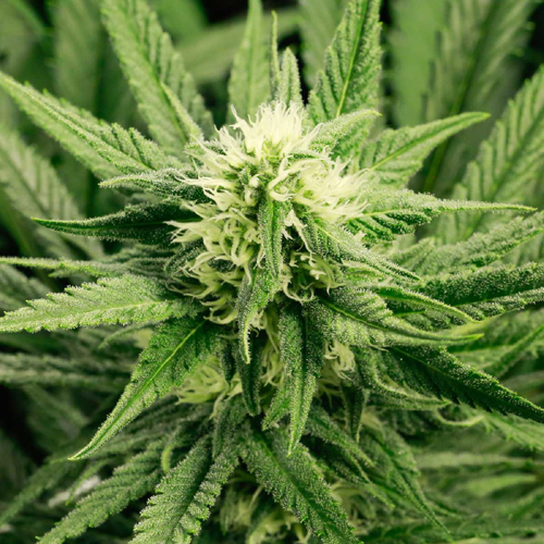 Island Lemon Cannabis Seeds