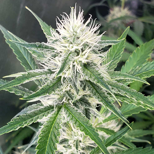 Island Lemon Cannabis Seeds