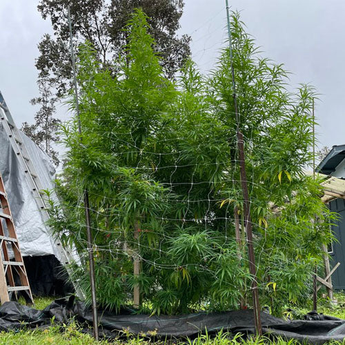 Israeli Espionage Cannabis Seeds