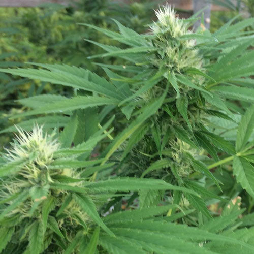 Jungle Berry Cannabis Seeds