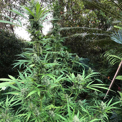 Kona Berry Cannabis Seeds