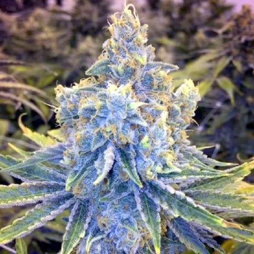 Maui Wowie Feminized Cannabis Seeds