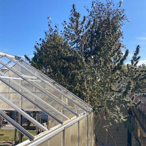 Red Kush Cannabis Seeds