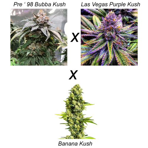 Red Banana Cannabis Seeds