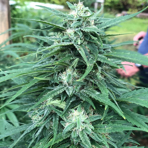Thai Thai Dog Cannabis Seeds