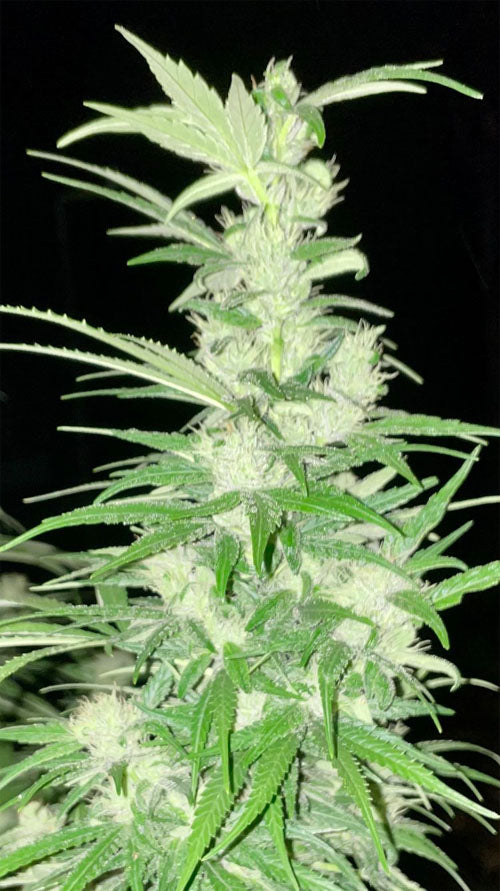Blue Acid Cannabis Seeds