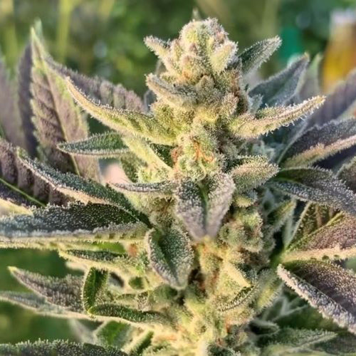 Kona Gold Cannabis Seeds
