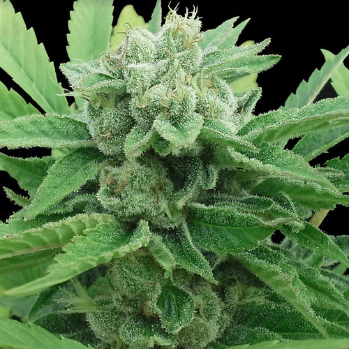 Kona Gold Cannabis Seeds