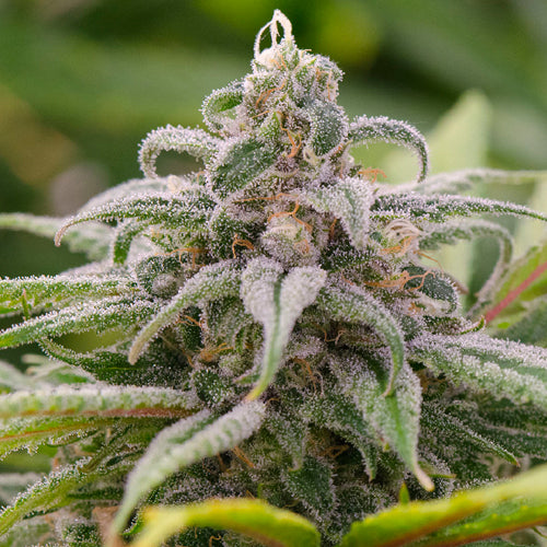 Maui Wowie Feminized Cannabis Seeds