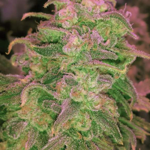 Maui Wowie Feminized Cannabis Seeds