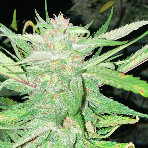 Red Kush Cannabis Seeds