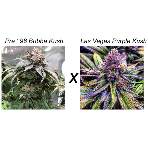 Red Kush Cannabis Seeds