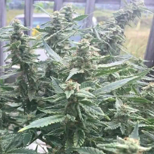 Kona Gold Cannabis Seeds
