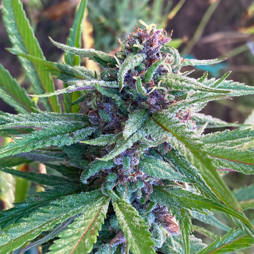 Red Banana Cannabis Seeds