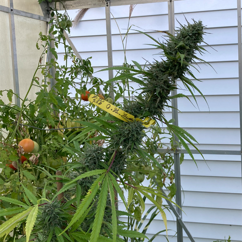 Red Banana Cannabis Seeds